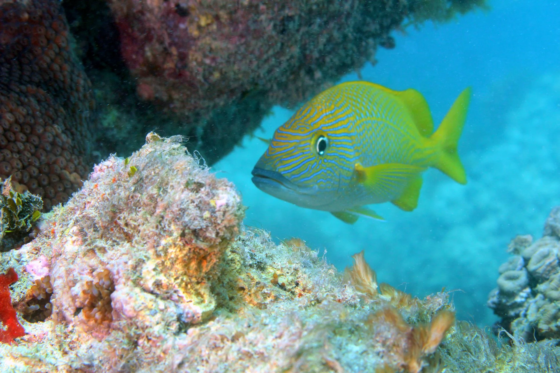 Foto do album Abrolhos Subaquático